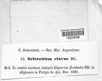 Claviceps purpurea image